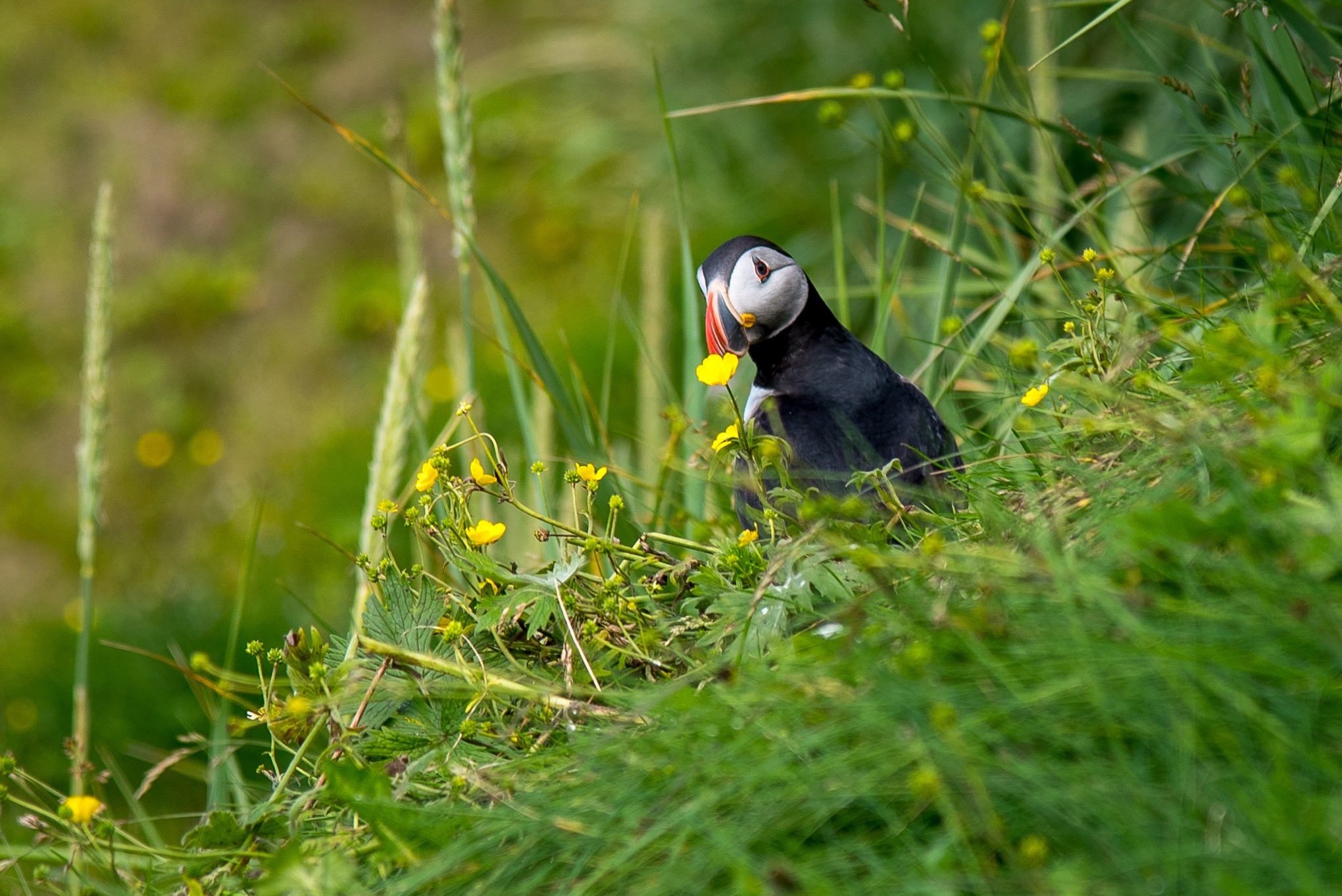 Atlantic Puffin