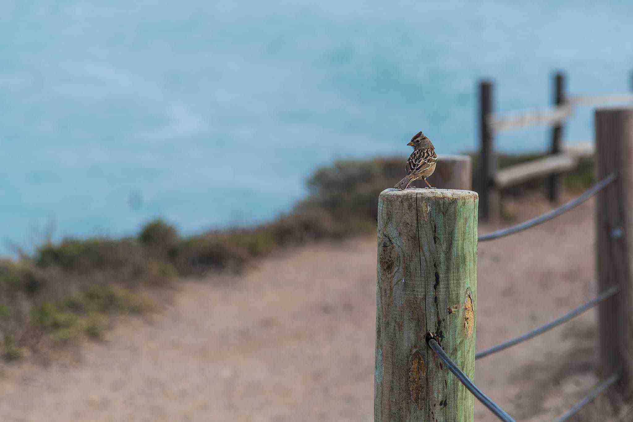 A Small Bird