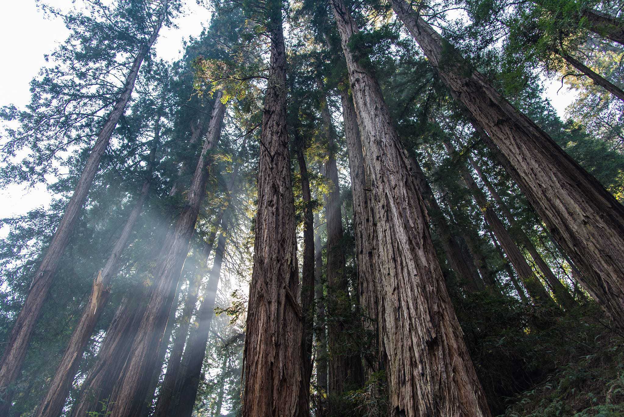 Muir Woods