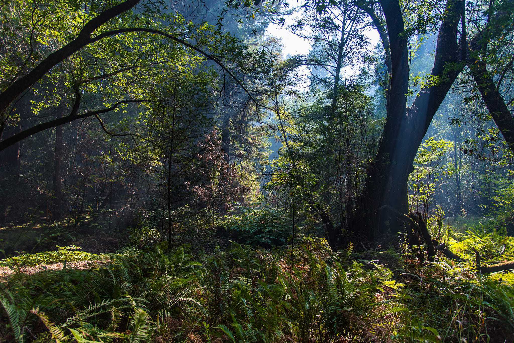 Muir Woods