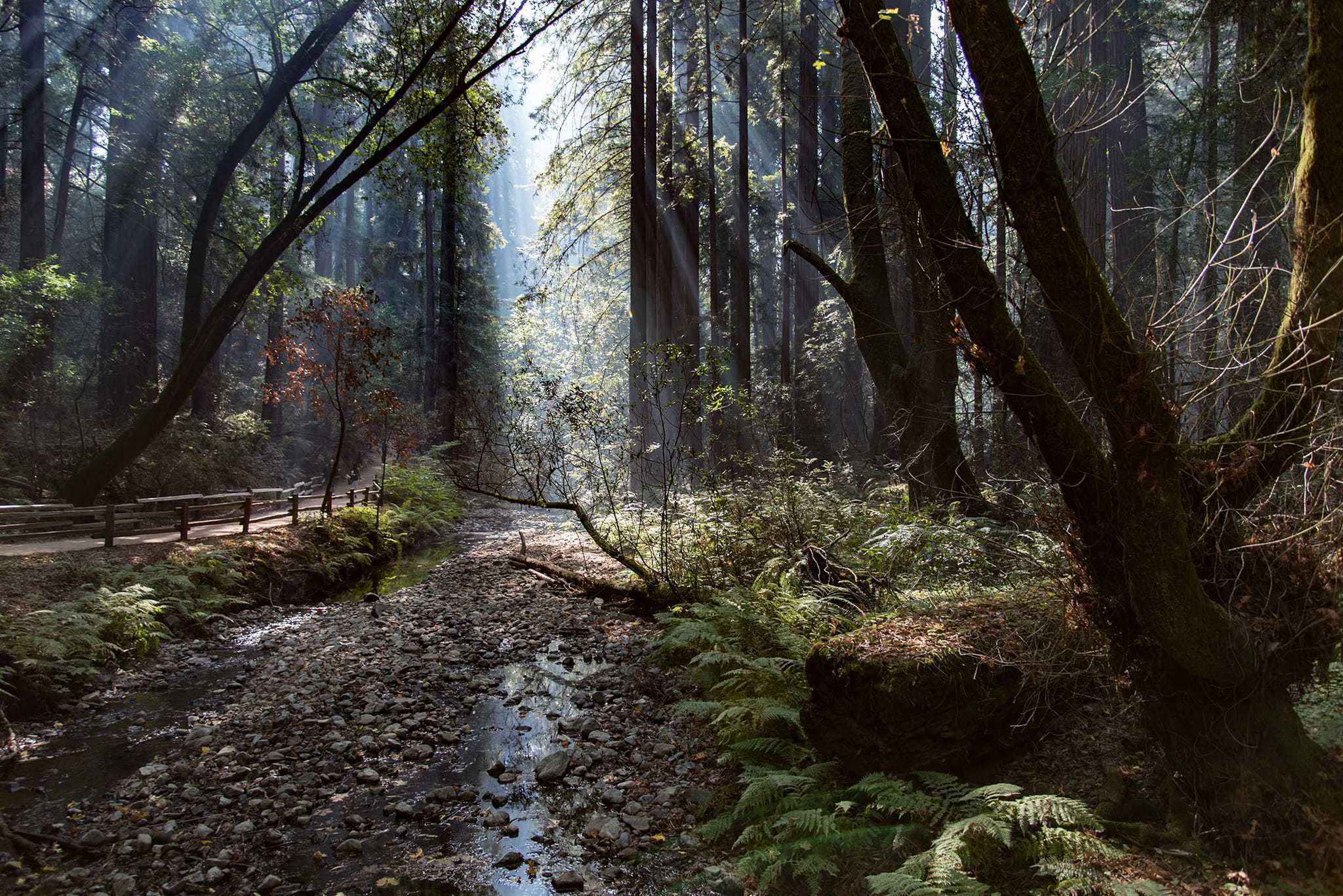 Muir Woods