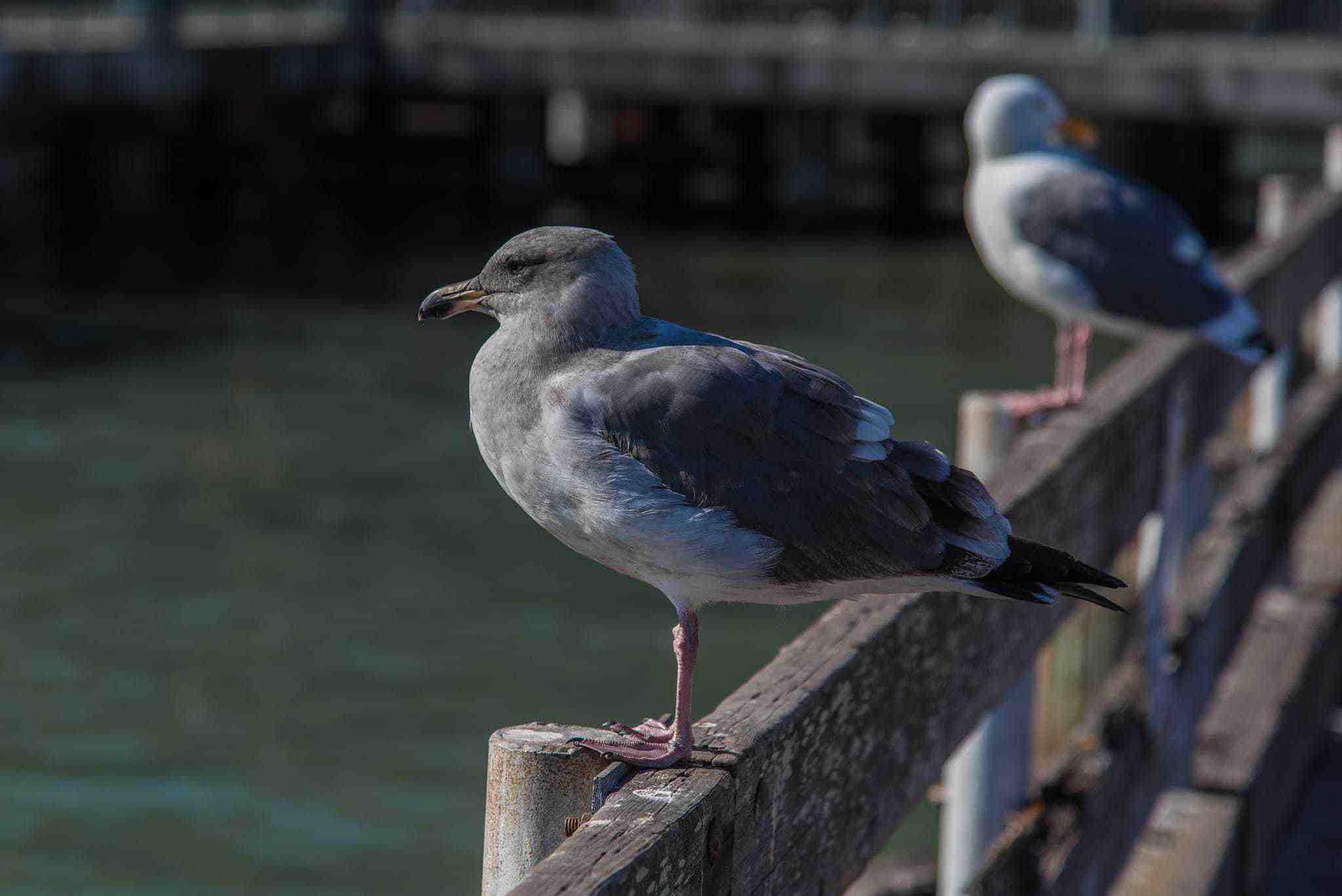 Seagulls at the Ferry Building