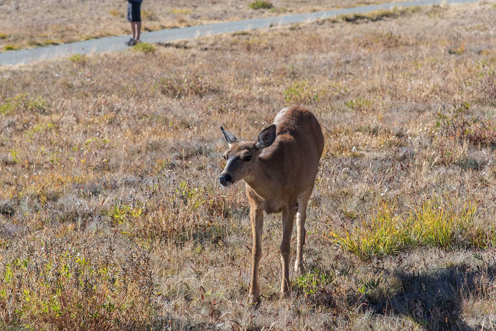 Deer at Hurricane Ridge