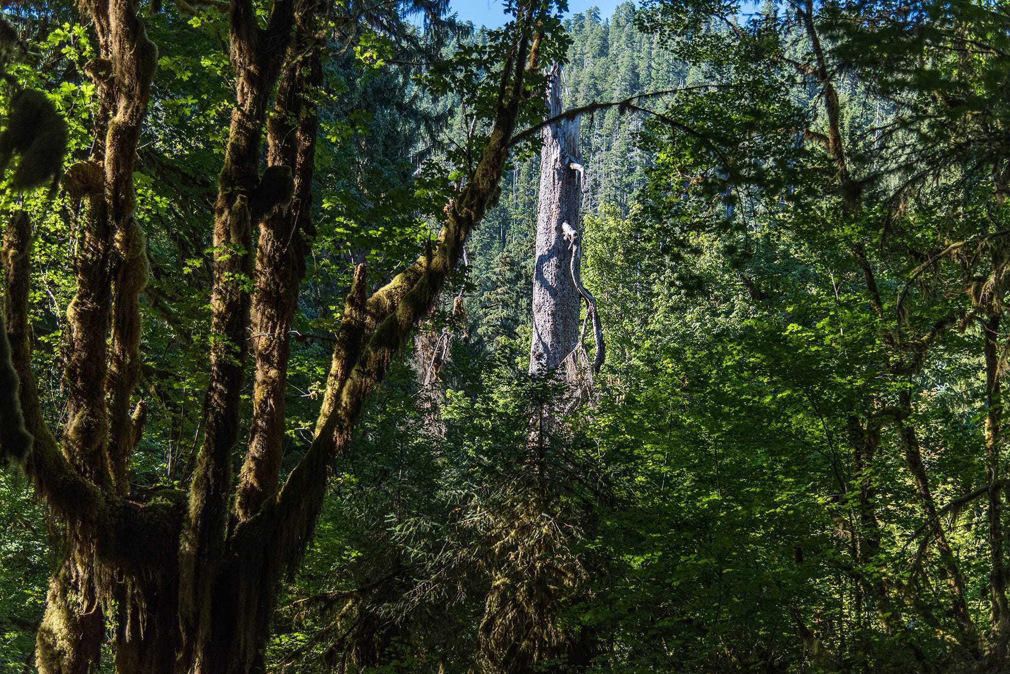 Hoh Rain Forest