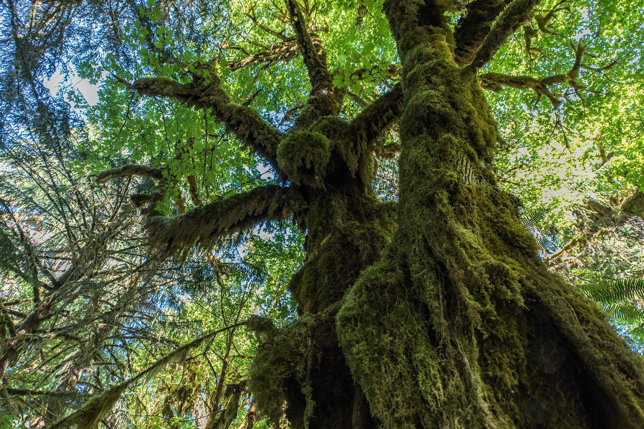 Moss covered trees at Hoh Rain Forest