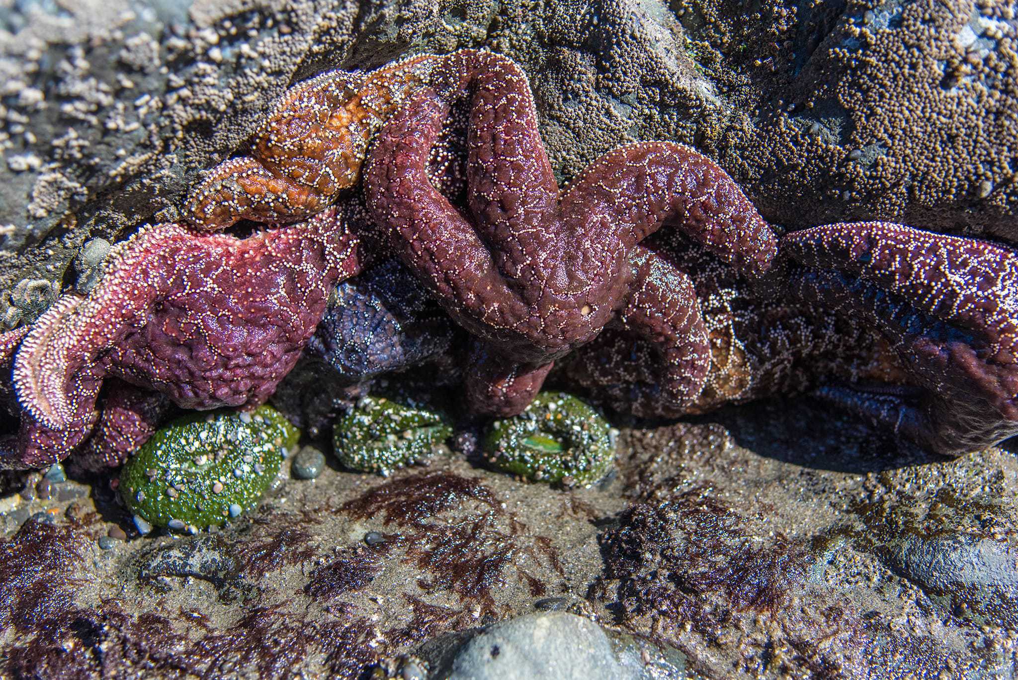 Starfish at Rialto Beach