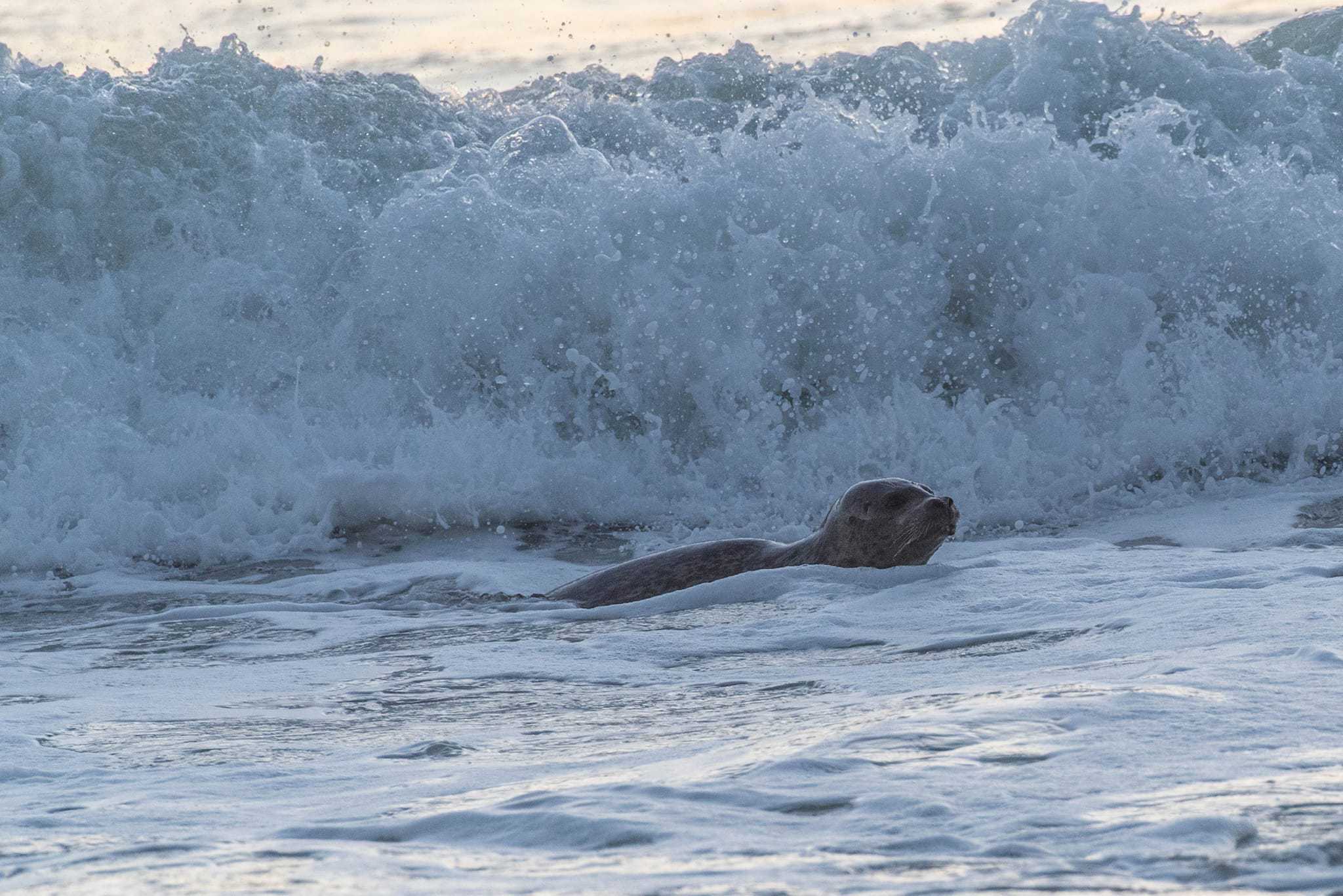 Sea Lion at Rialto Beach