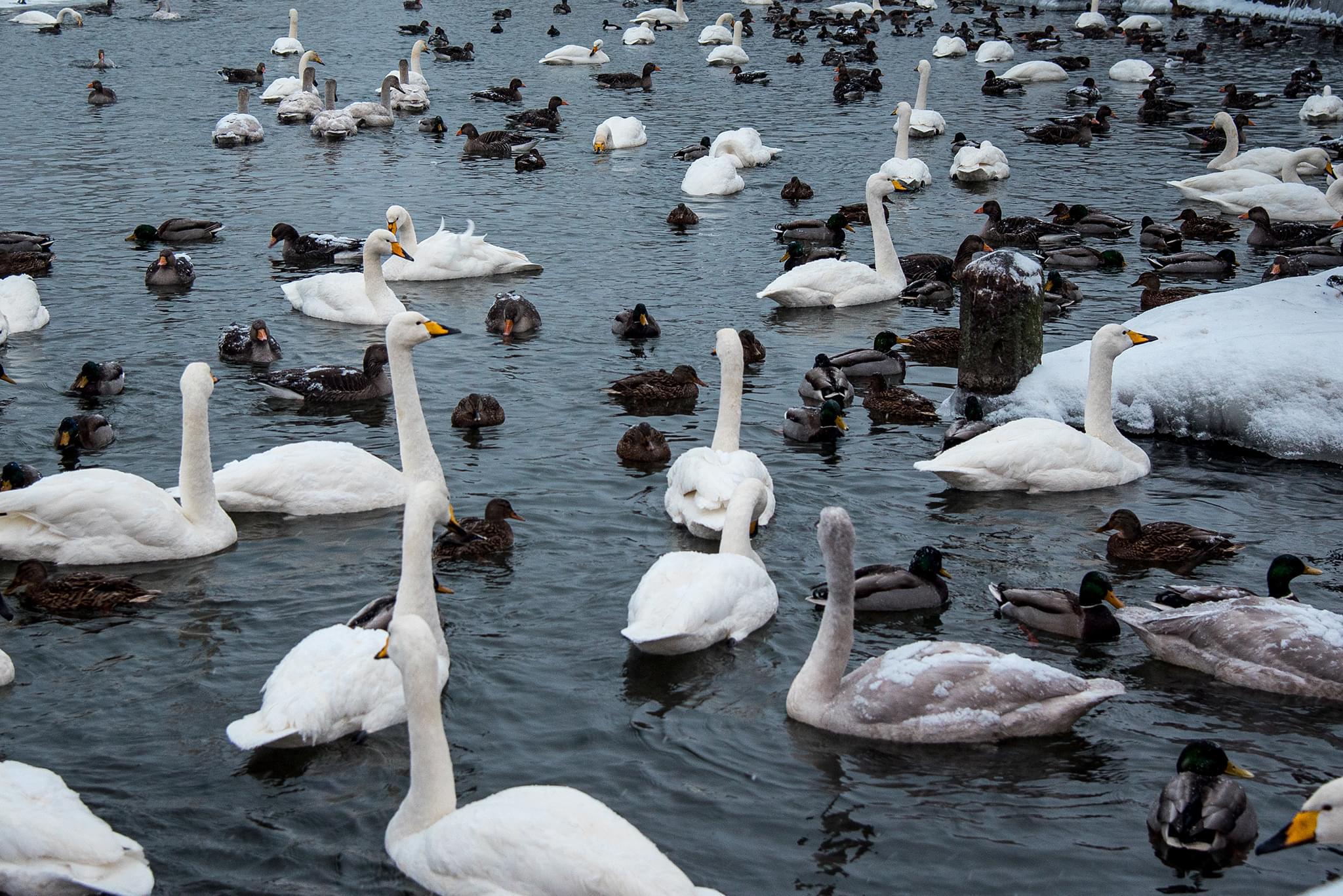 Geese gather in an unfrozen patch of Tjörnin