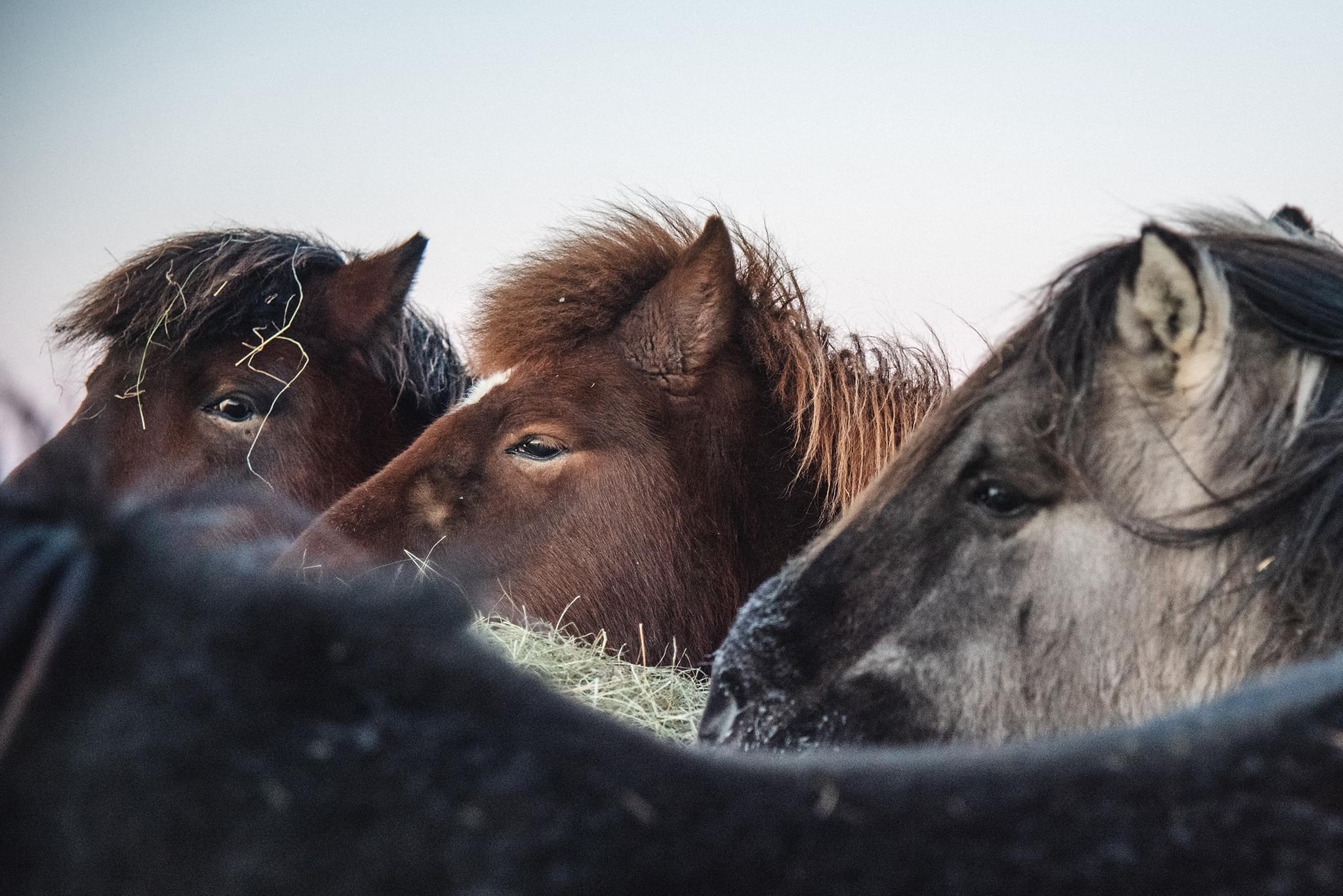 Three Icelandic horses eating hay.