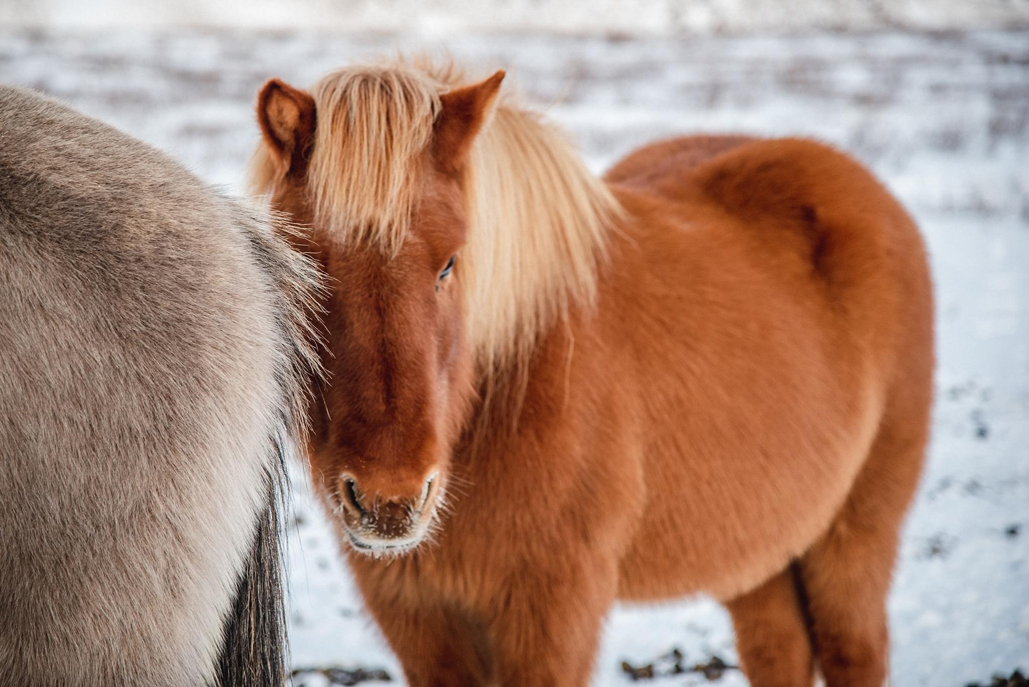 A brown Icelandic horse with golden mane