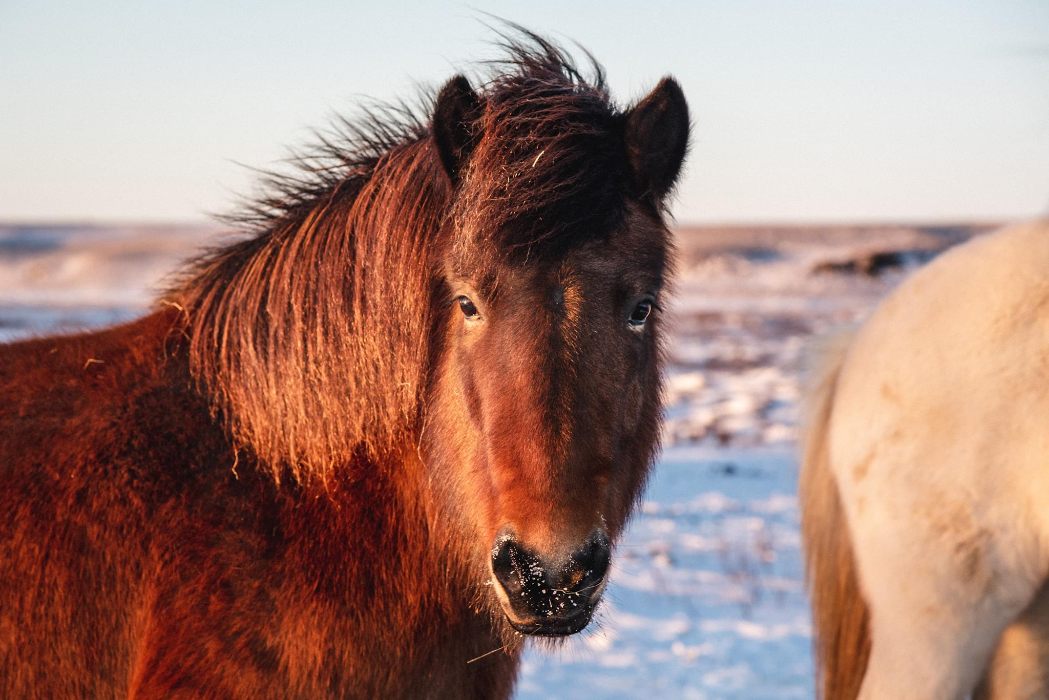 A brown Icelandic horse in winter looking at the camera